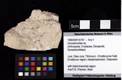 Foto (Objket + Etiketten) von Goniodromites sp. 